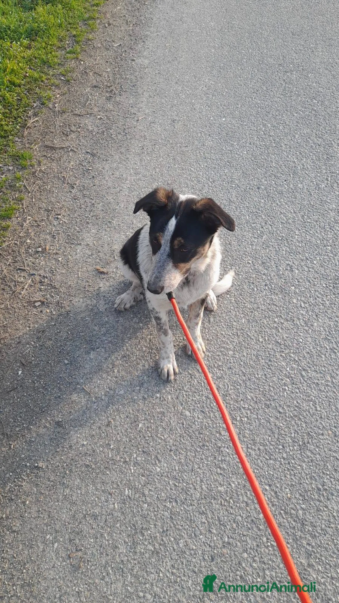 Meticcio cani in regalo: Dolce Kiki aspetta una FAMIGLIA vera!!!! - Annuncio 2