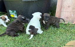 Staffordshire cani in vendita: Stafford cucciolata selezionata a Province of Bergamo - Immagine 4