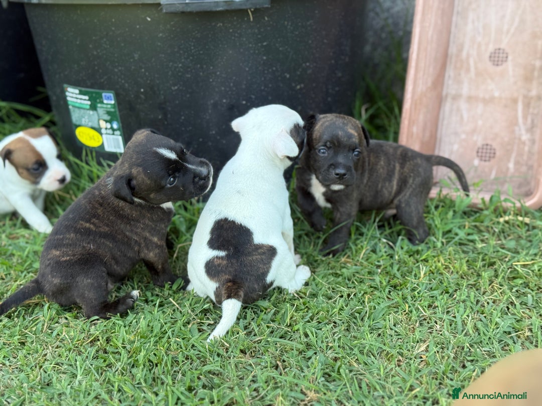 Staffordshire cani in vendita: Stafford cucciolata selezionata a Province of Bergamo - Immagine 4