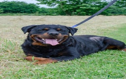 Rottweiler cani in regalo: Rex, 3 anni e mezzo a Provincia di Bergamo - Immagine 1