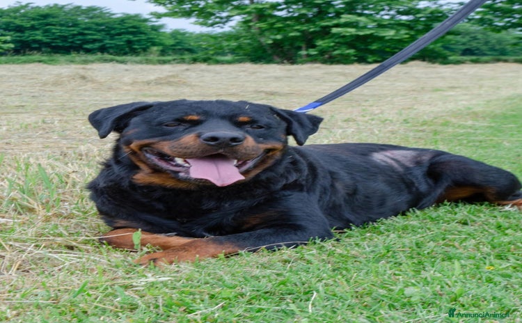 Rottweiler cani a Provincia di Bergamo - Annuncio 1