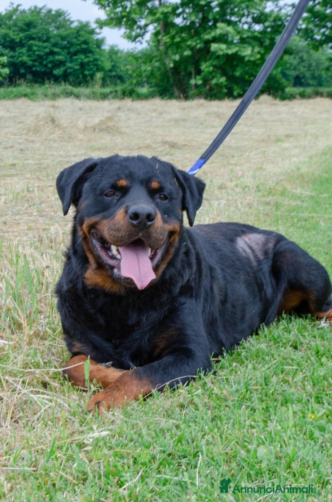 Rottweiler cani in regalo: Rex, 3 anni e mezzo a Provincia di Bergamo - Immagine 1
