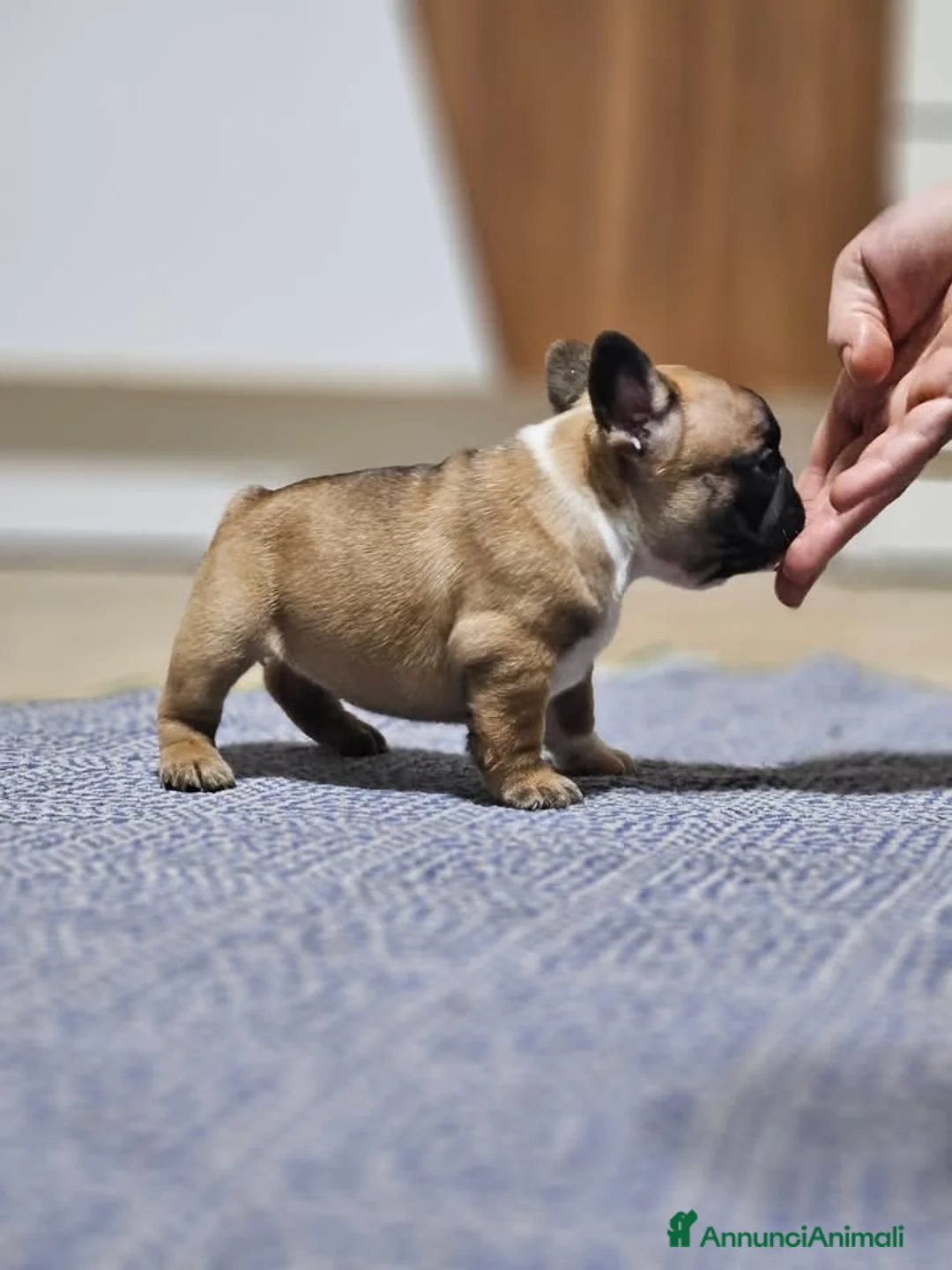 Bulldog Francese cani in vendita: Femmina fulva Bouldogue francese con pedigreeenci  - Annuncio 2