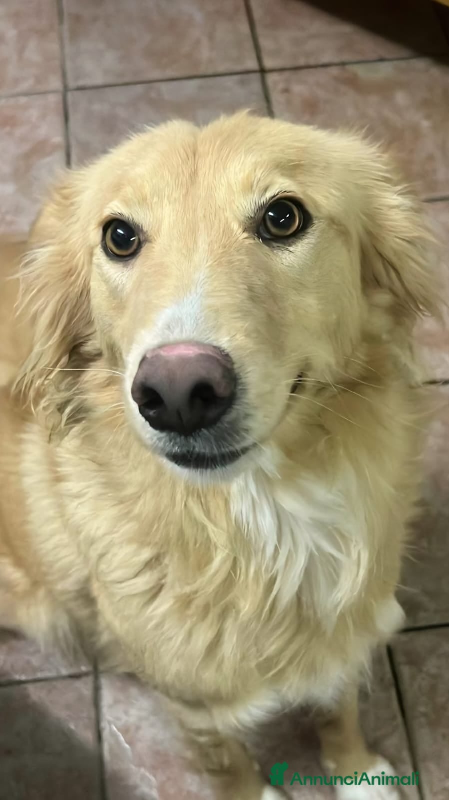 Meticcio cani Fly 18mesi tg media tolta da 1lager SICILIA SOS - Annuncio 17