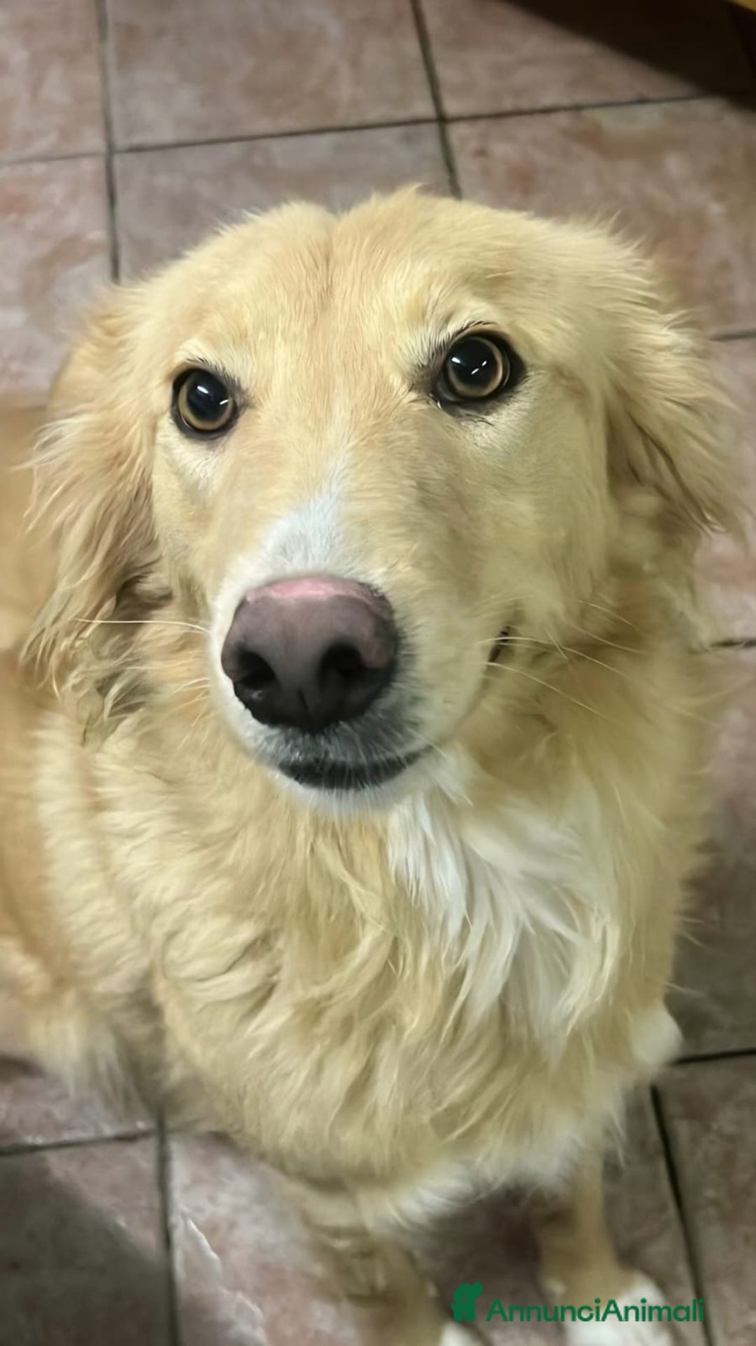 Meticcio cani in regalo: Fly 18mesi tg media tolta da 1lager SICILIA SOS - Annuncio 1