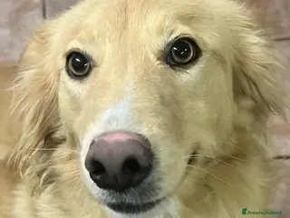 Meticcio cani Fly 18mesi tg media tolta da 1lager SICILIA SOS - Annuncio 17