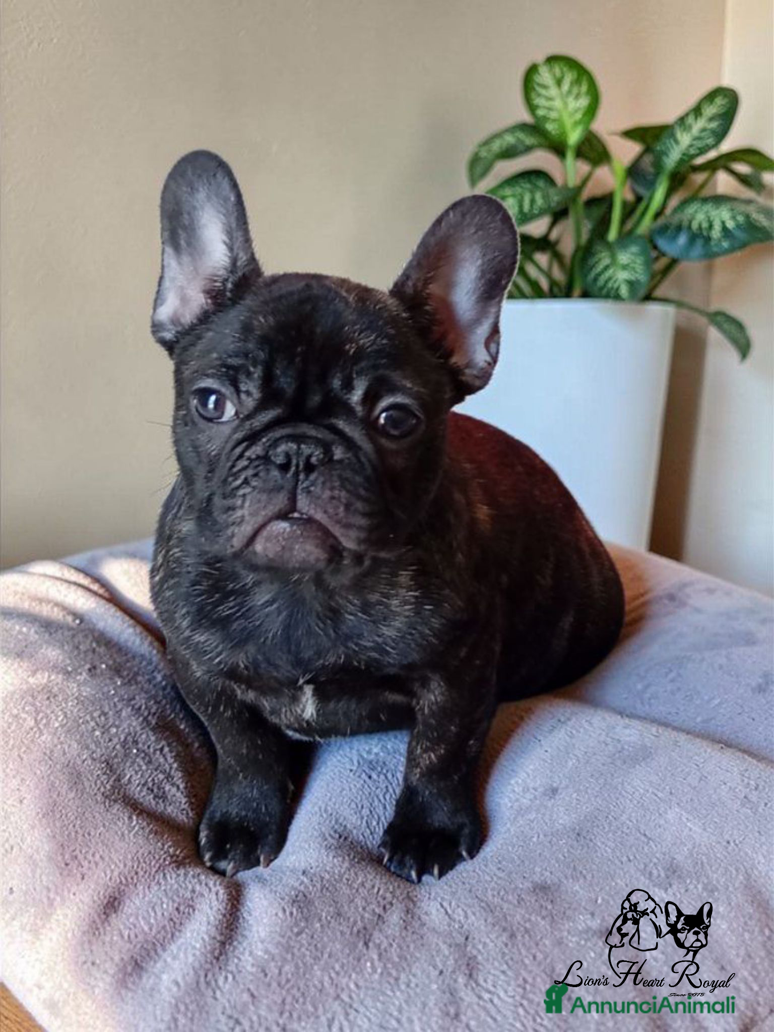 Bulldog Francese cani Bulldog francese cuccioli alta genealogia  - Annuncio 4