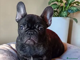 Bulldog Francese cani Bulldog francese cuccioli alta genealogia - Annuncio 4
