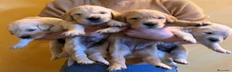 Golden Retriever cani in vendita: CUCCIOLI DI GOLDEN RETRIEVER DISPONIBILI  - Annuncio 6