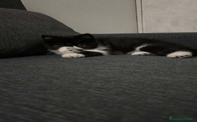 Exotic Shorthair gatti a Città metropolitana di Palermo - Annuncio 1