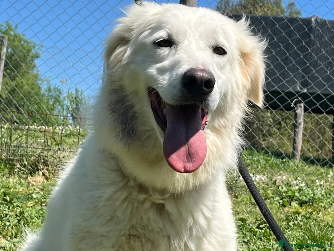 Meticcio cani in regalo: MARY ABBANDONATA COME SPAZZATURA CERCA LA SUA CASA - Annuncio 4