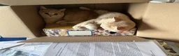Scottish gatti in vendita: Cuccioli Scottish Straight - Annuncio 13