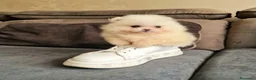 Spitz cani in vendita: Spitz di Pomerania NANO  - Annuncio 8