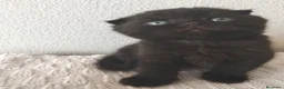 Scottish gatti in vendita: Gatti schottish  - Annuncio 5