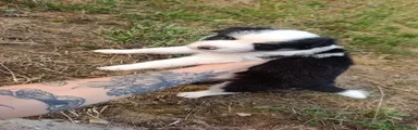 Border Collie 3