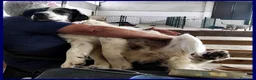 Meticcio cani in regalo: GGG un gran patatone! a Provincia di Bergamo - Annuncio 6