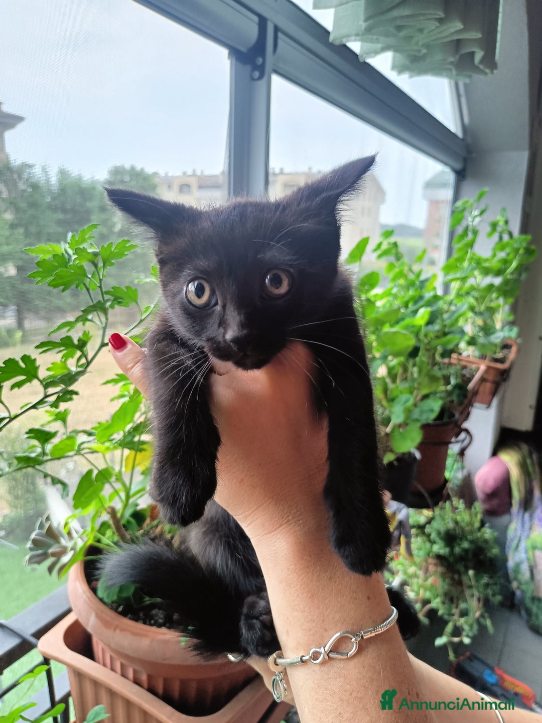 Altre razze gatti in regalo: Gattini svezzati  a Provincia di Novara - Immagine 3