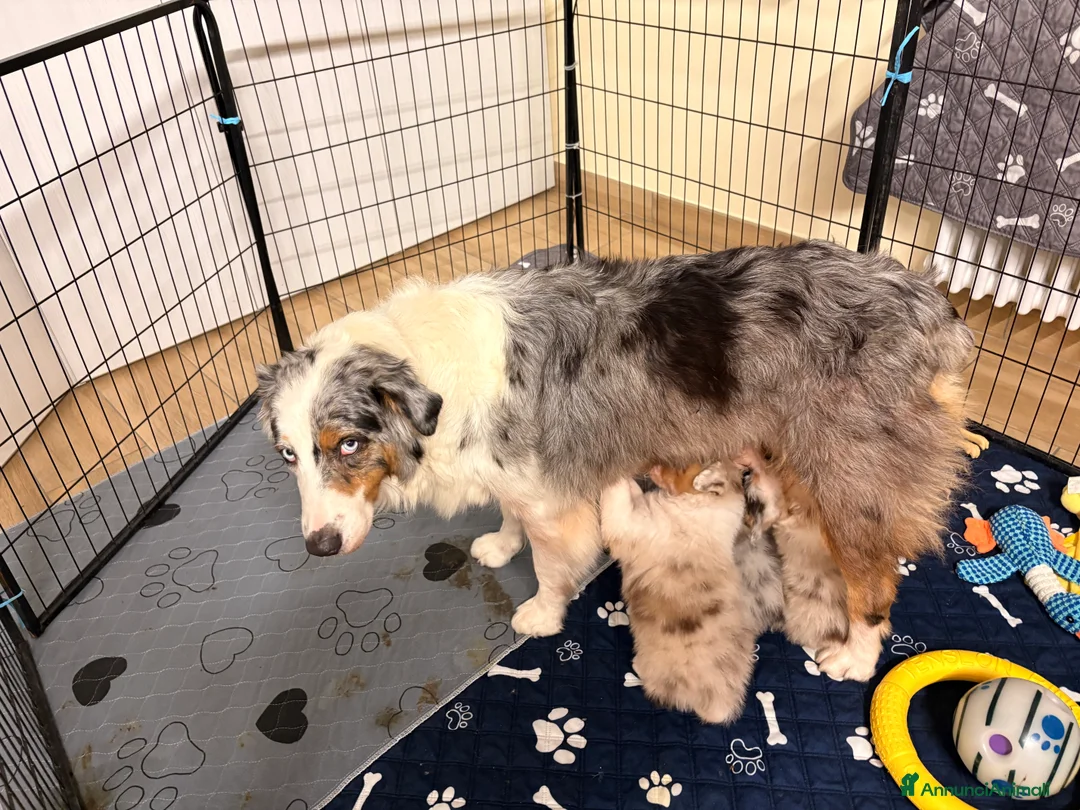 Australian Shepherd cani in vendita: Pastore australiano  - Annuncio 2
