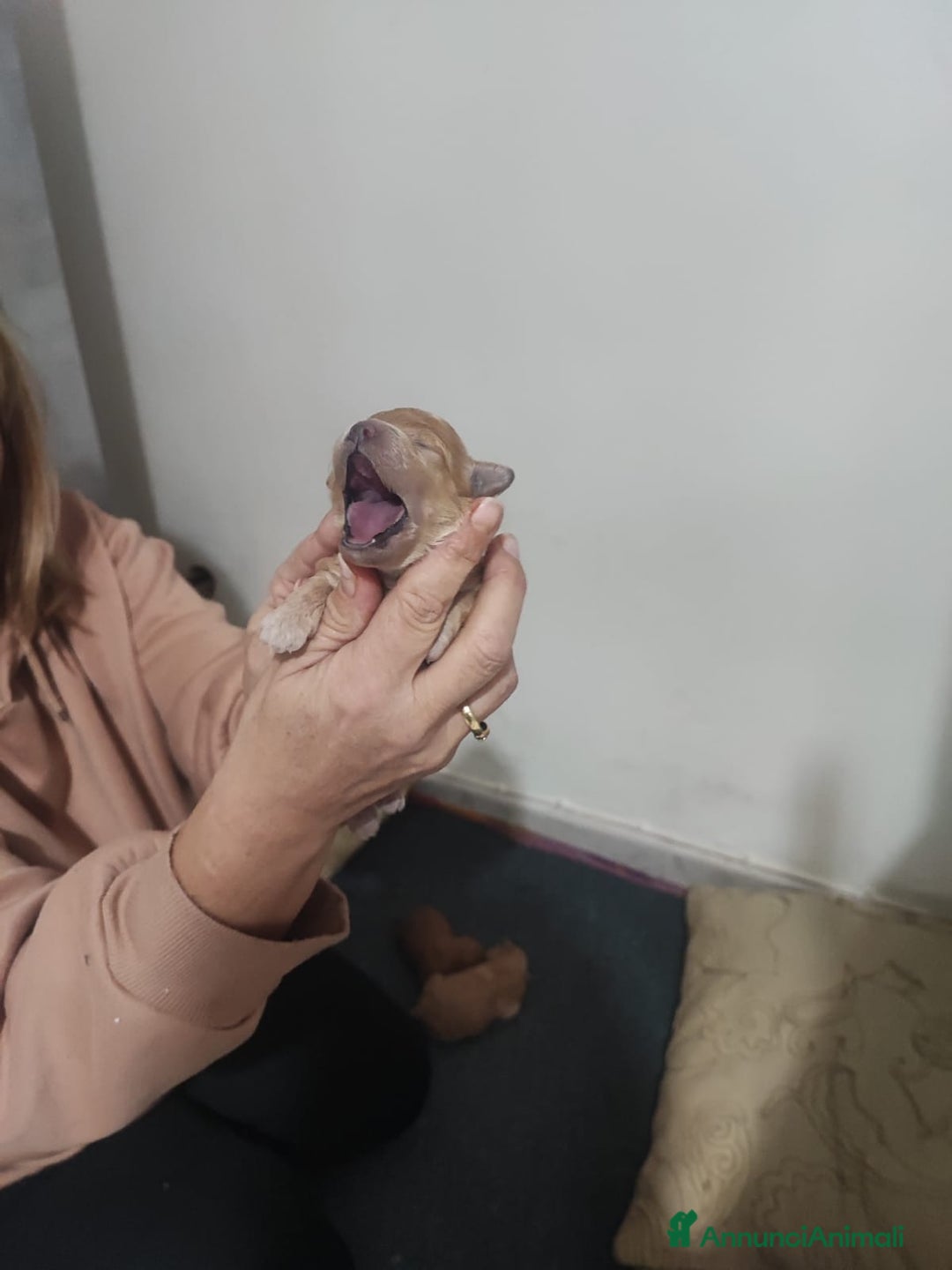 Barboncino cani in vendita: Cuccioli di barboncino - Annuncio 2