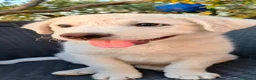 Meticcio cani in regalo: Perla cerca casa 🏡 a Provincia di Monza e della Brianza - Annuncio 5