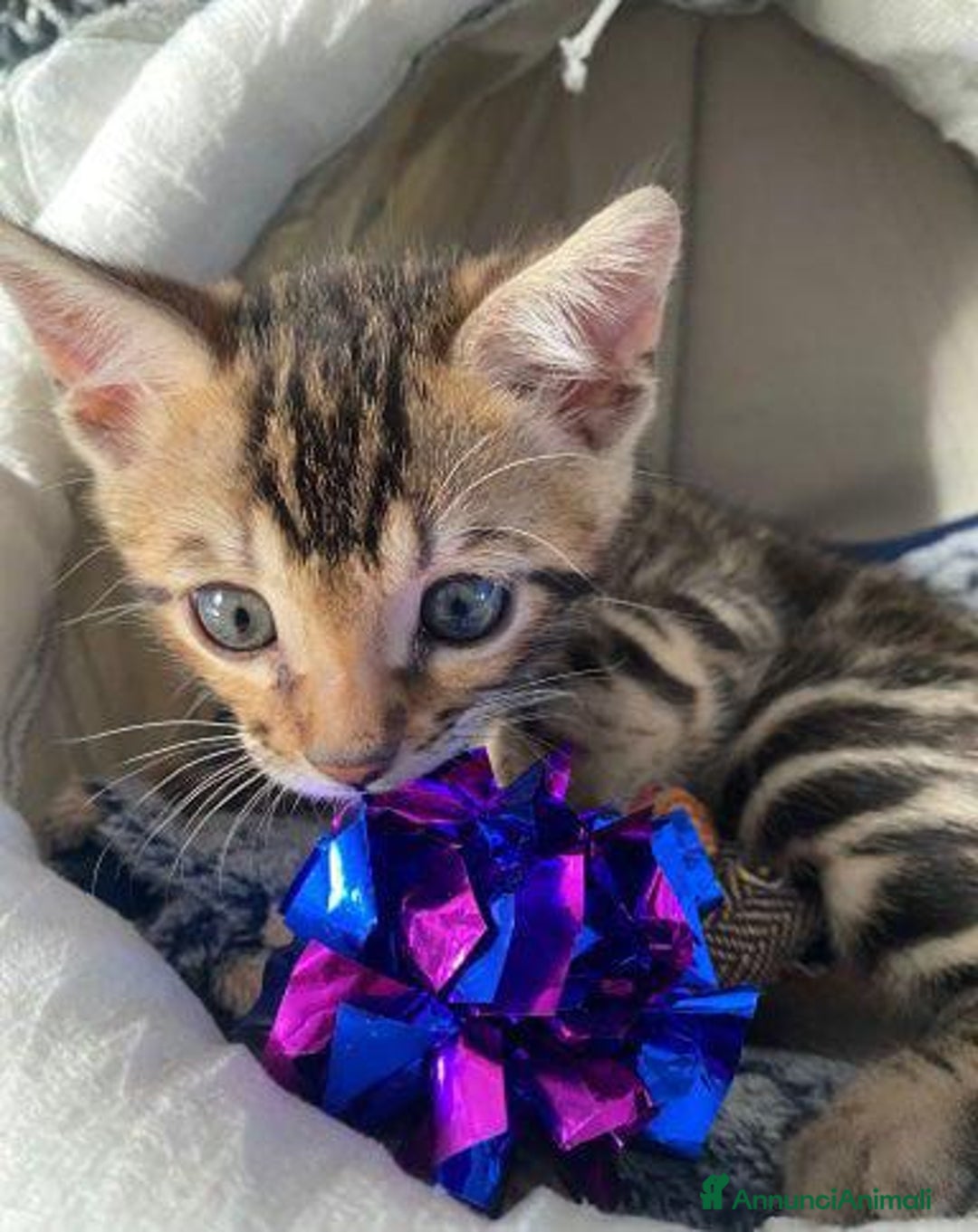 Bengala gatti in vendita: Gattina Bengala - Annuncio 3