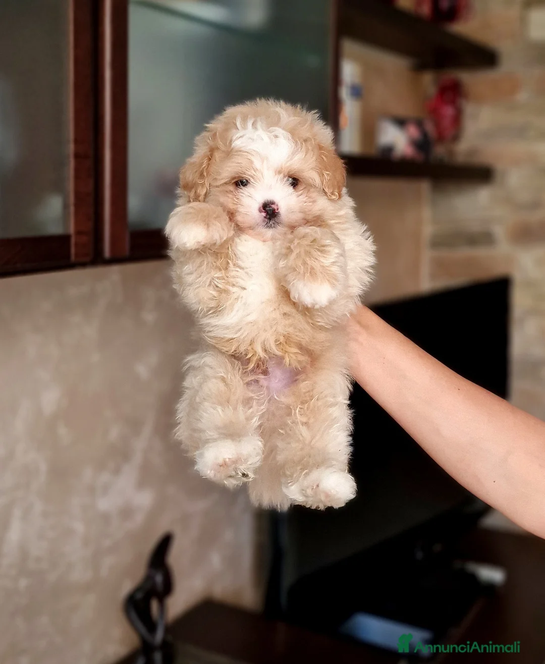 Meticcio cani in vendita: Maltipoo maschio  - Annuncio 10