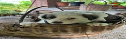 Australian Shepherd cani in vendita: Cucciolo pastore australiano  - Annuncio 4