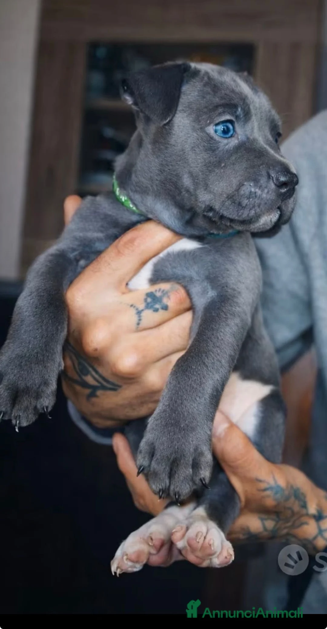 Pitbull cani in vendita: APBT Blue  a Città Metropolitana di Torino - Annuncio 1