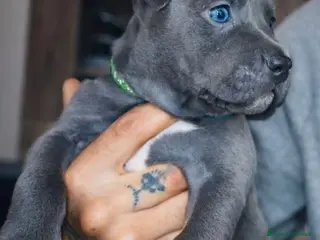 Pitbull cani APBT Blue - Annuncio 1