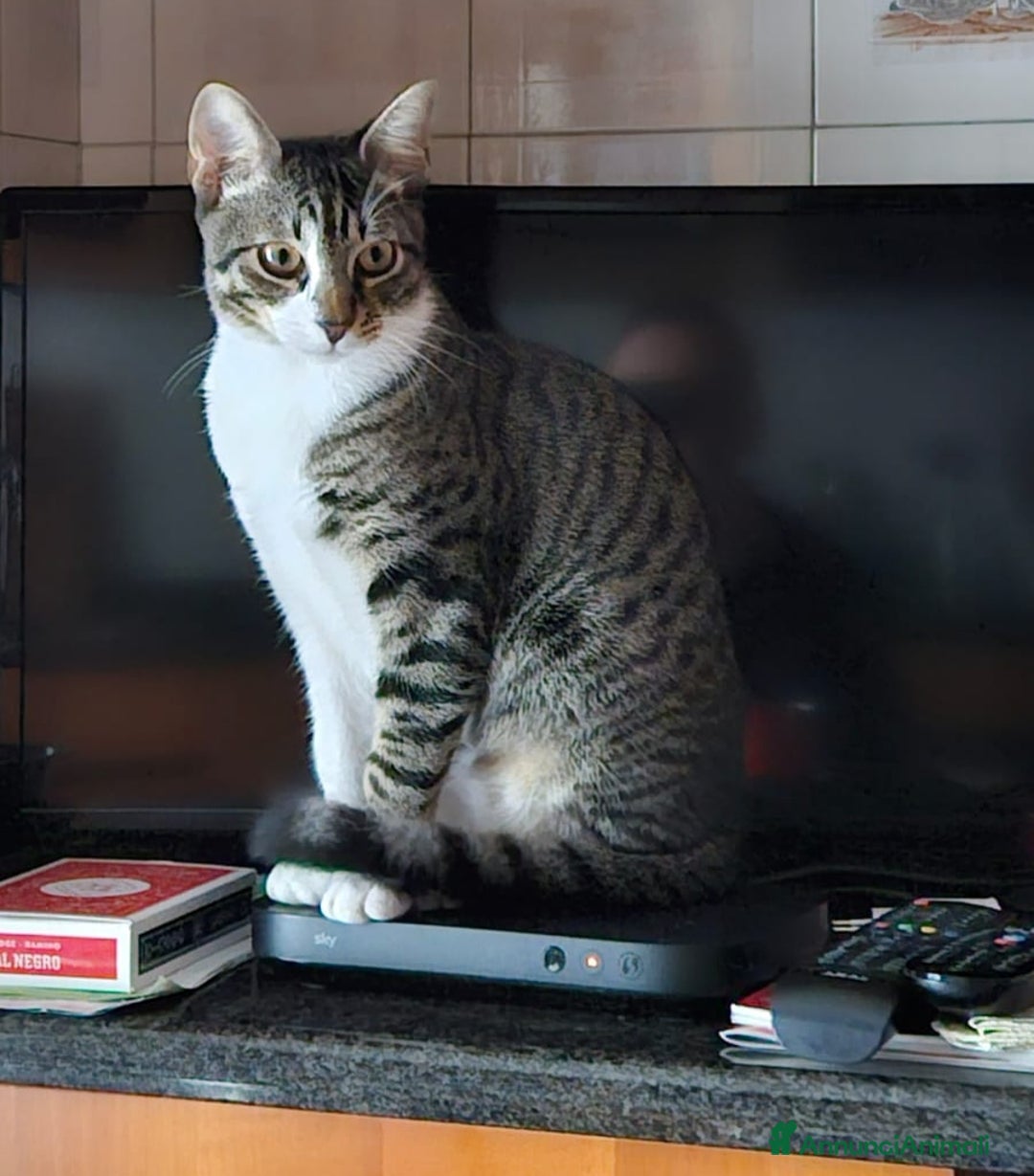 Europeo gatti in regalo: TIMIDOME DI 6MESI CERCA CASA, mi chiamo Numero Tre - Immagine 4