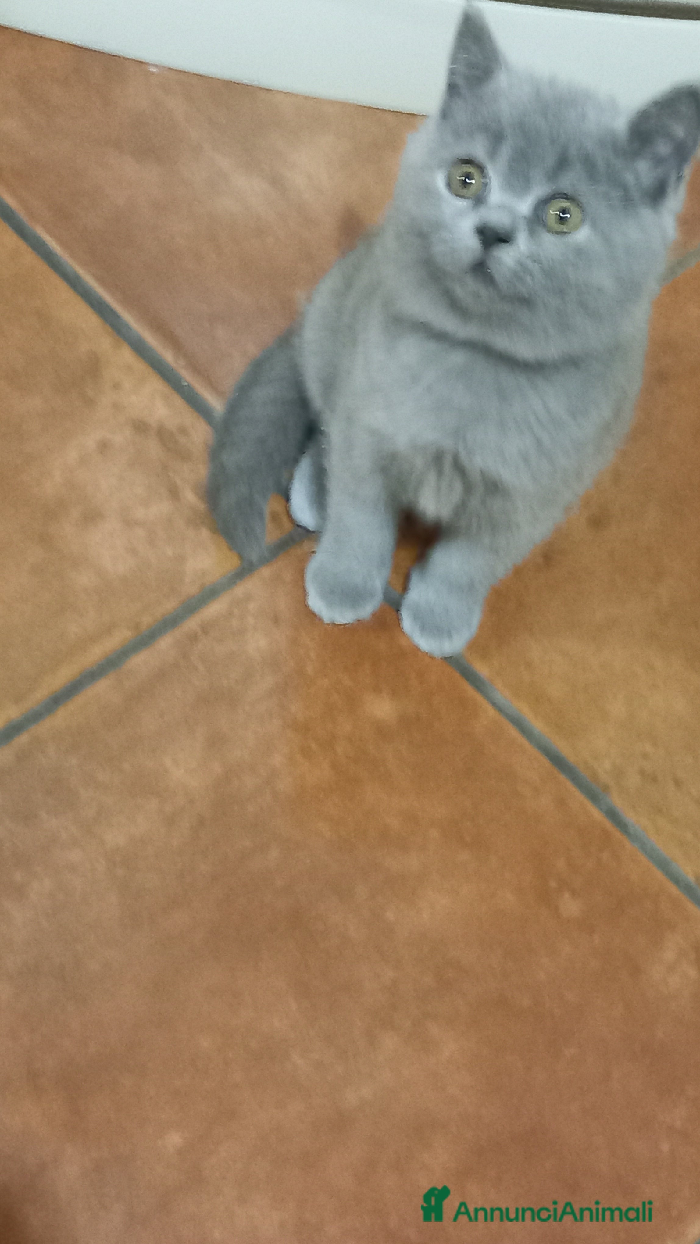 Scottish gatti Scottish straight Shorthair  - Annuncio 9