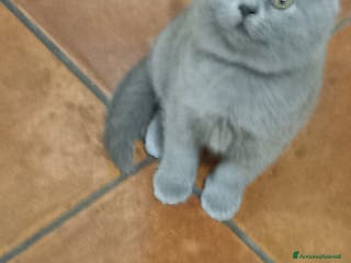 Scottish gatti Scottish straight Shorthair - Annuncio 9