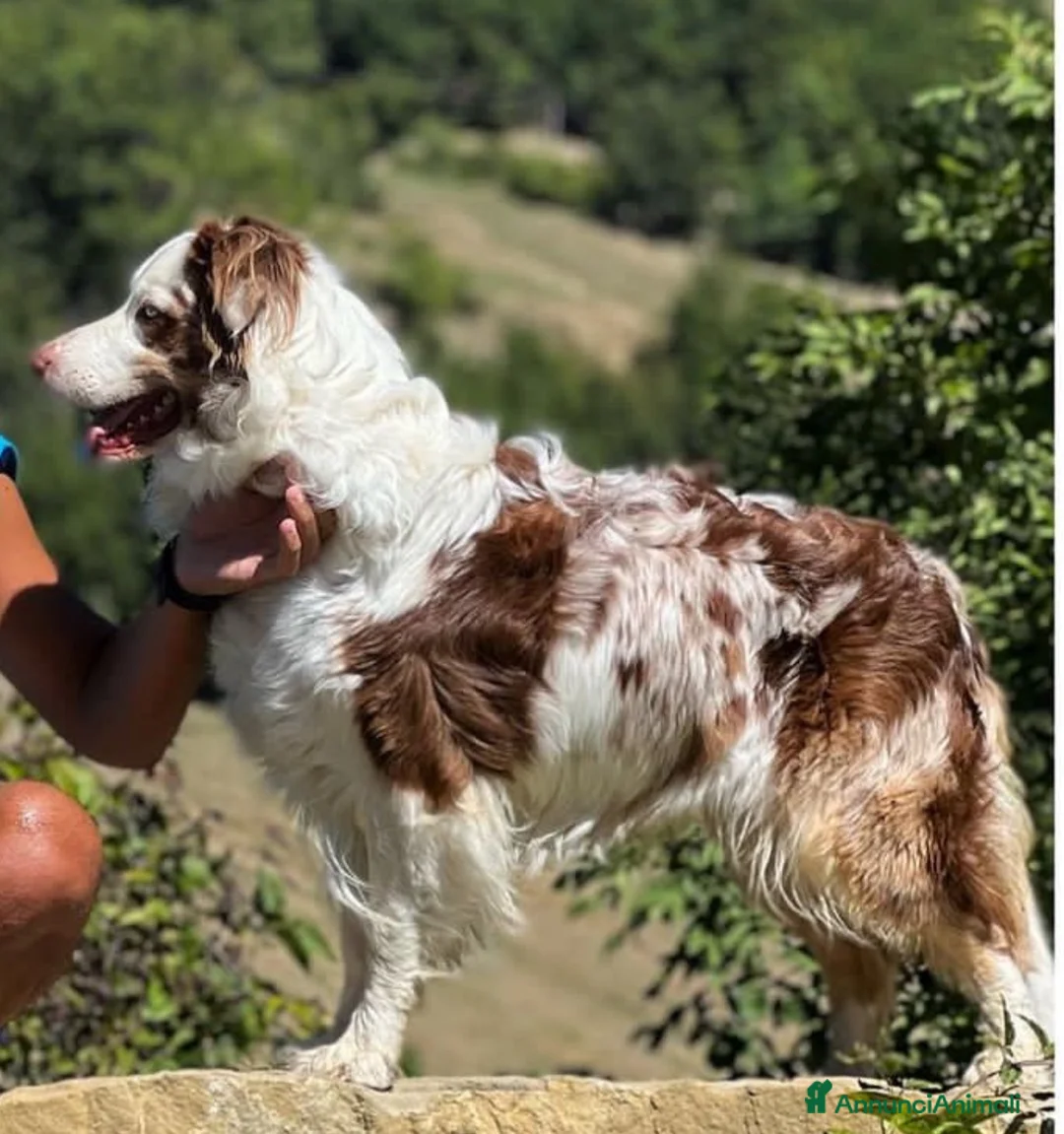 Australian Shepherd cani in vendita: Cuccioli pastore australiani - Annuncio 1