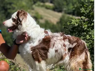 Australian Shepherd cani Cuccioli pastore australiani - Annuncio 1