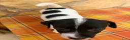 Jack Russell cani in vendita: Cucciolata Jack Russell Riolo Terme - Annuncio 4