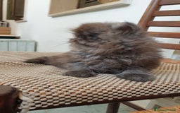 Persiano gatti in vendita: Cucciolo persiano ipertipico maschio a Provincia di Brindisi - Immagine 3