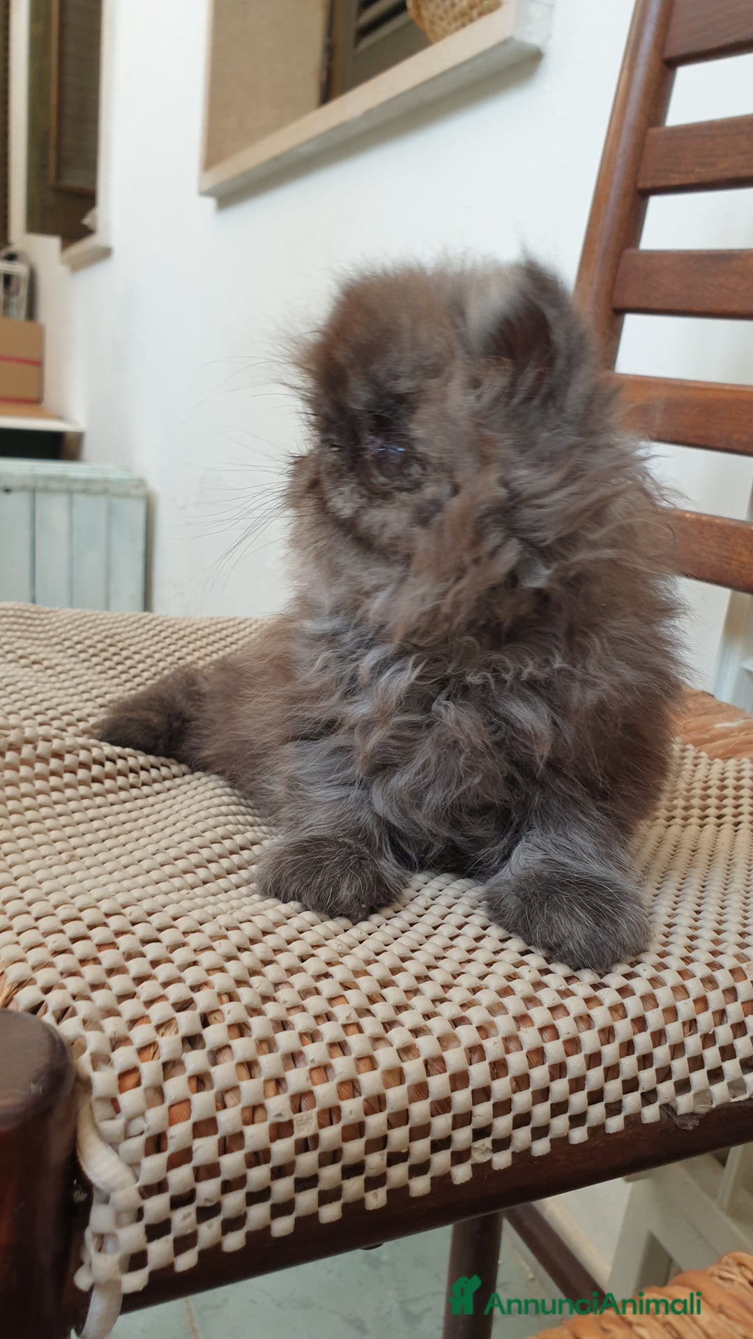 Persiano gatti in vendita: Cucciolo persiano ipertipico maschio a Provincia di Brindisi - Immagine 3