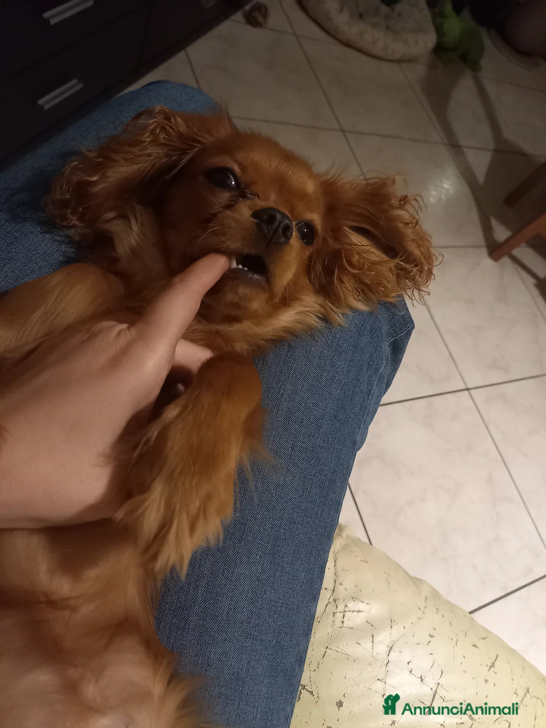 Cavalier King cani in vendita: Dolcissima Cavalier King femmina cerca famiglia  - Annuncio 6