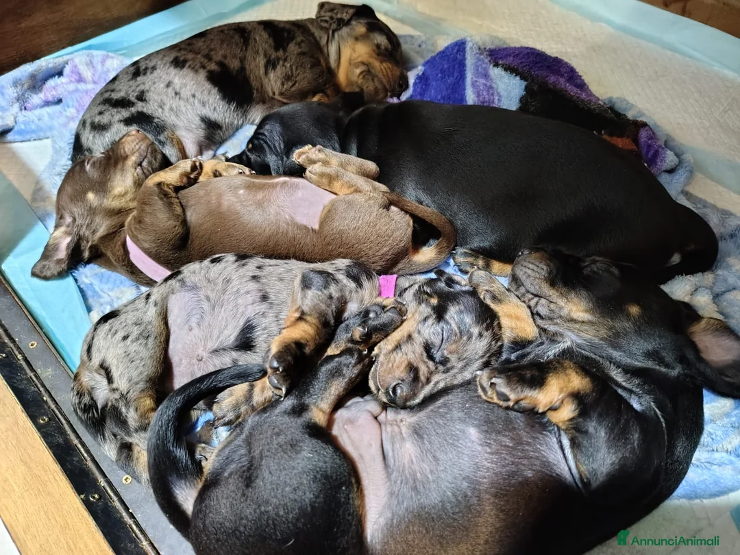 Bassotto cani in vendita: Vendita cuccioli di bassotto - Annuncio 2