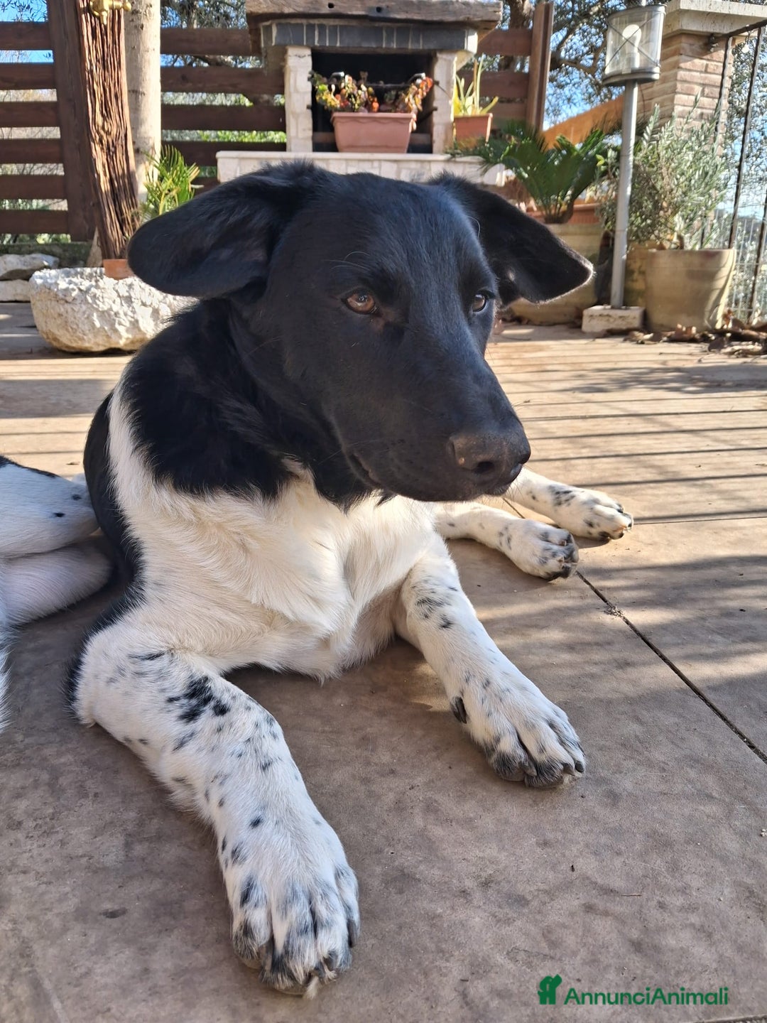 Meticcio cani in regalo: CI ADOTTI? - Annuncio 3