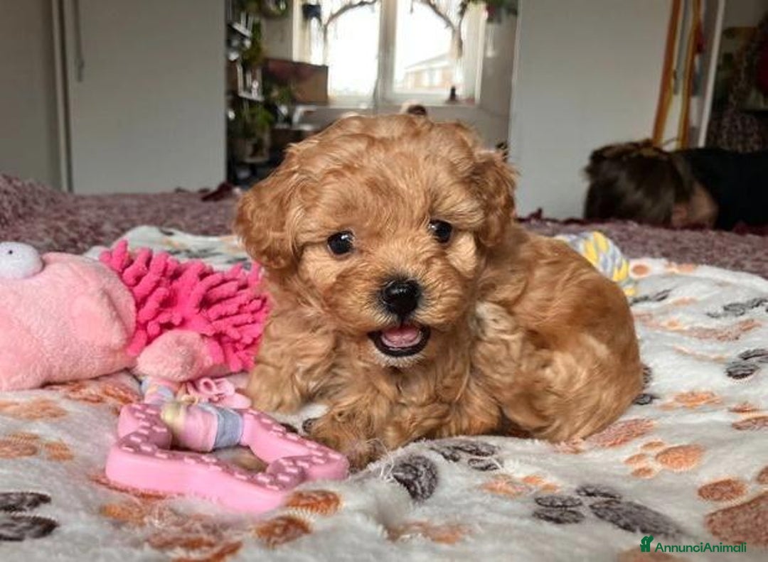Meticcio cani in vendita: Cuccioli di Maltipoo - Immagine 9