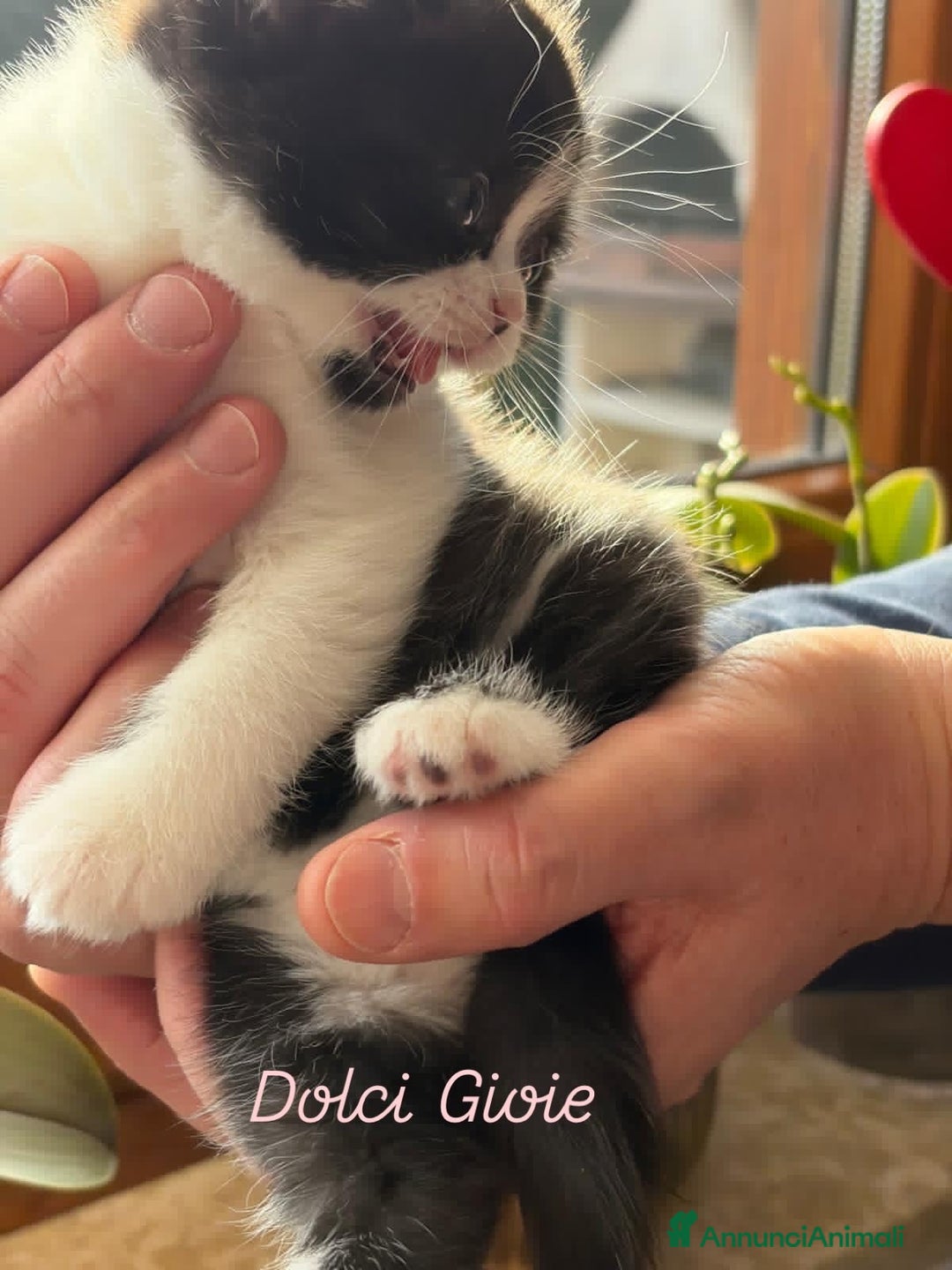 British gatti in vendita: British Shorthair bicolor black - Annuncio 5