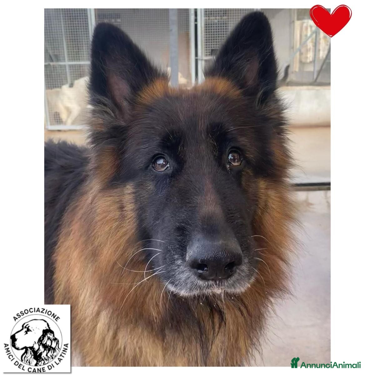 Pastore Tedesco cani HULK meraviglioso PASTORE TEDESCO cerca adozione - Annuncio 7