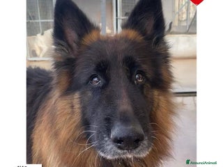 Pastore Tedesco cani HULK meraviglioso PASTORE TEDESCO cerca adozione - Annuncio 4