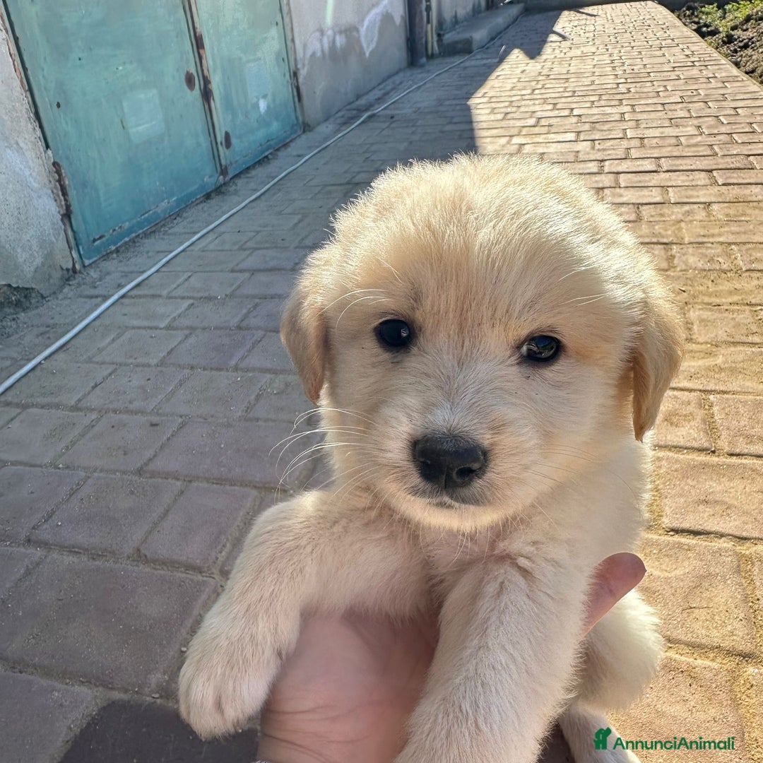 Meticcio cani in regalo: SHIVA🩷-cucciola di 1 mese, pastore cerca casa - Annuncio 4