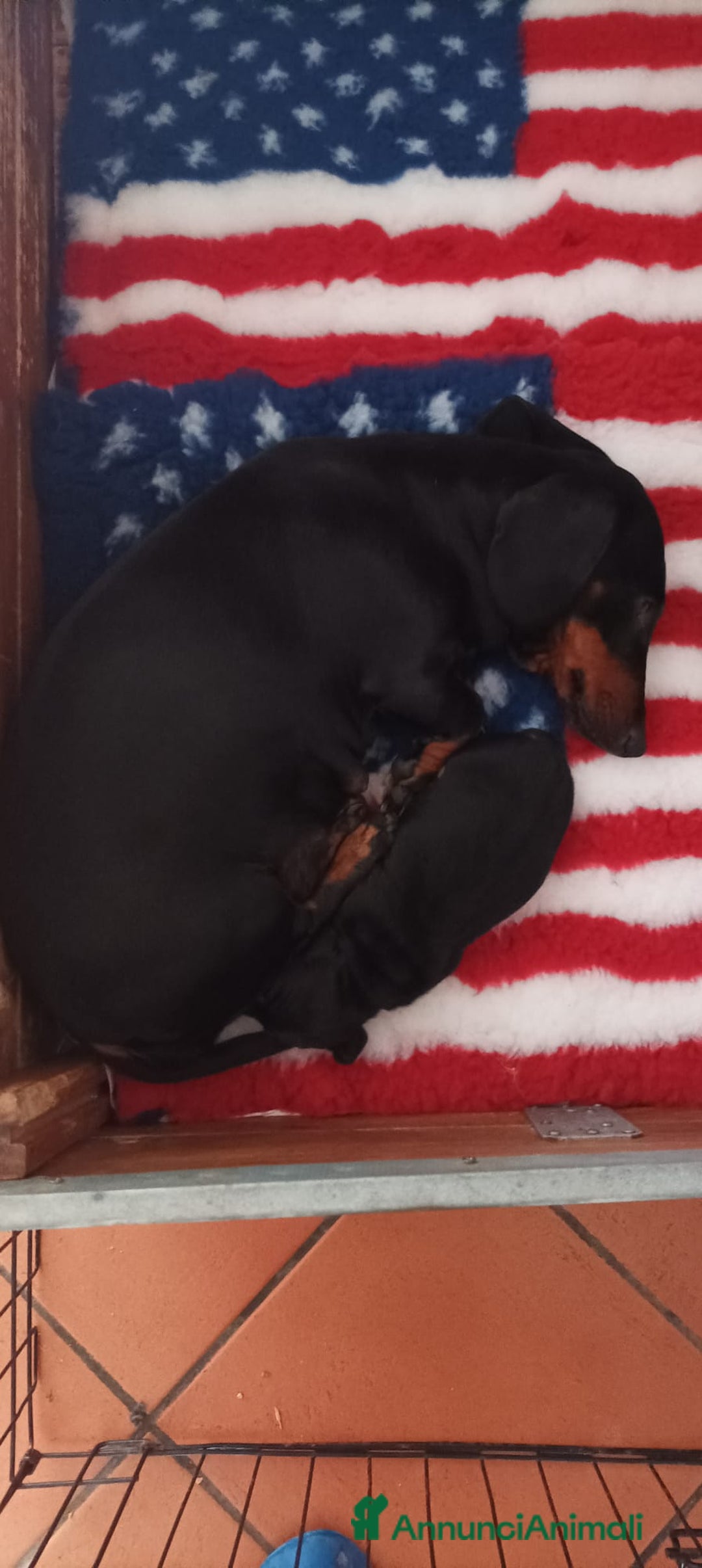 Bassotto cani in vendita: Bassotto tedesco standard maschio nero focato  - Annuncio 4