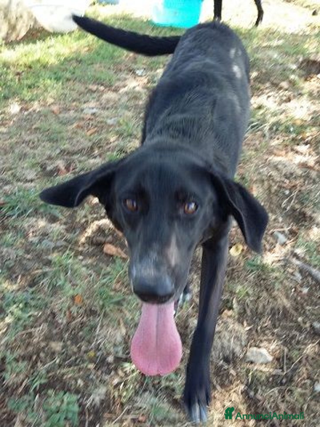 Meticcio cani in regalo: GALILEO - Annuncio 5