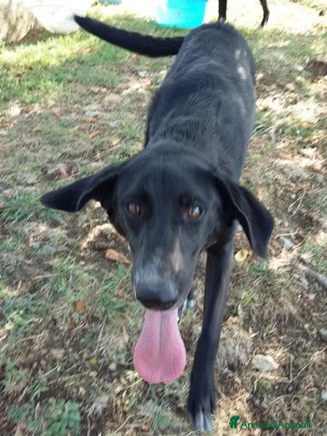 Meticcio cani in regalo: GALILEO - Annuncio 5