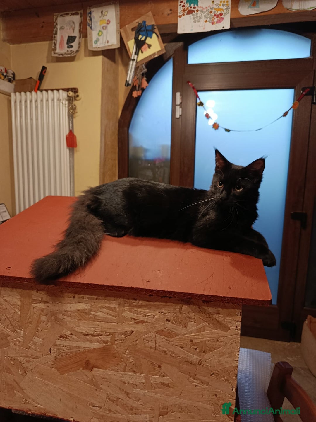 Maine Coon gatti in vendita: CUCCIOLI MAINE COON BLACK SOLID - Annuncio 9