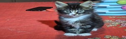 Maine Coon gatti in vendita: Vendo Cuccioli di Maine Coon - Annuncio 22